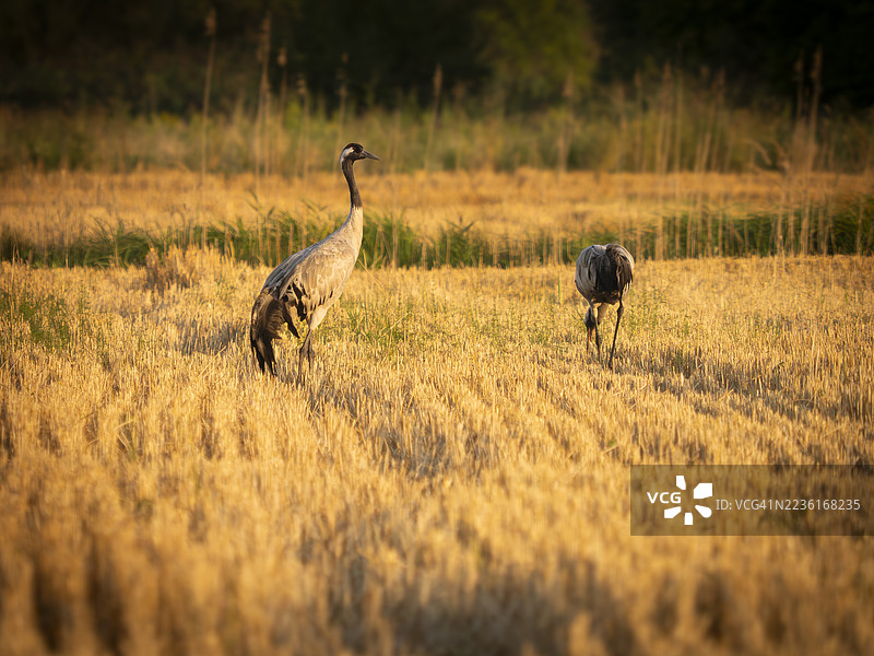 两只普通丹顶鹤在日落时分的阳光田野中觅食图片素材