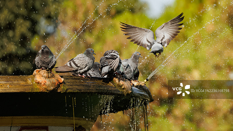 鸽子在阳光明媚的日子里，在喷泉清凉的水中嬉戏和洗澡图片素材