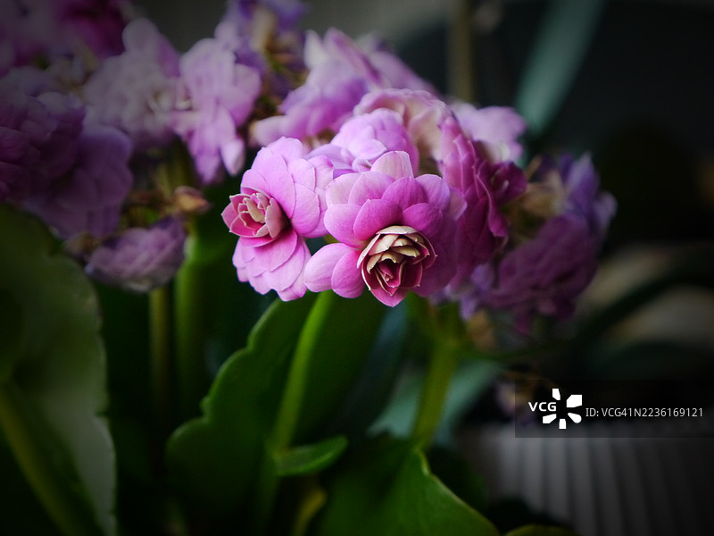 柔焦下鲜艳的粉色伽蓝菜花特写，展现出细腻的花瓣和郁郁葱葱的绿叶图片素材