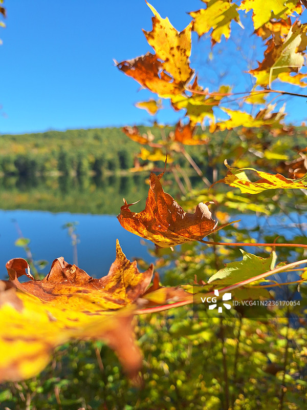 鲜艳的秋季枫叶在温暖的秋色中，与清澈的蓝天和宁静的湖泊相映成趣，湖面倒映着周围的森林。图片素材