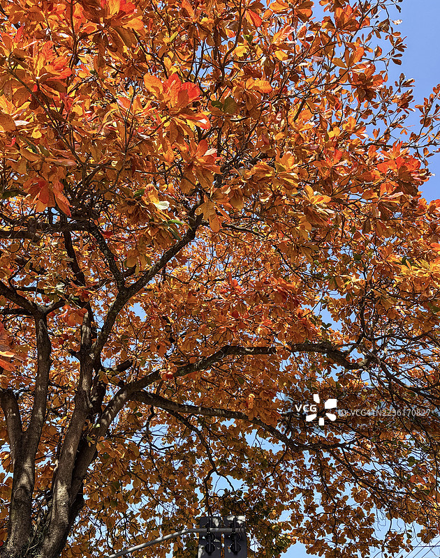 树木的鲜艳秋叶在晴朗的蓝天映衬下，从低角度观察图片素材