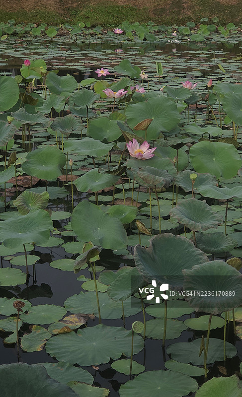 鲜艳的粉色莲花和荷叶漂浮在宁静的湖面上图片素材