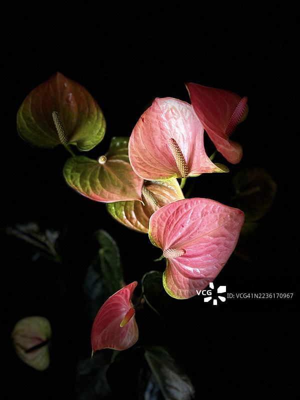 粉色的火鹤花特写，背景为深色，突显其鲜艳的色彩和独特的形状图片素材