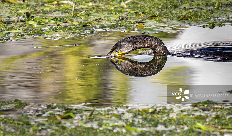 一只年轻的大鸬鹚将头浸入水中，形成完美的倒影，周围环绕着绿色水生植物。图片素材