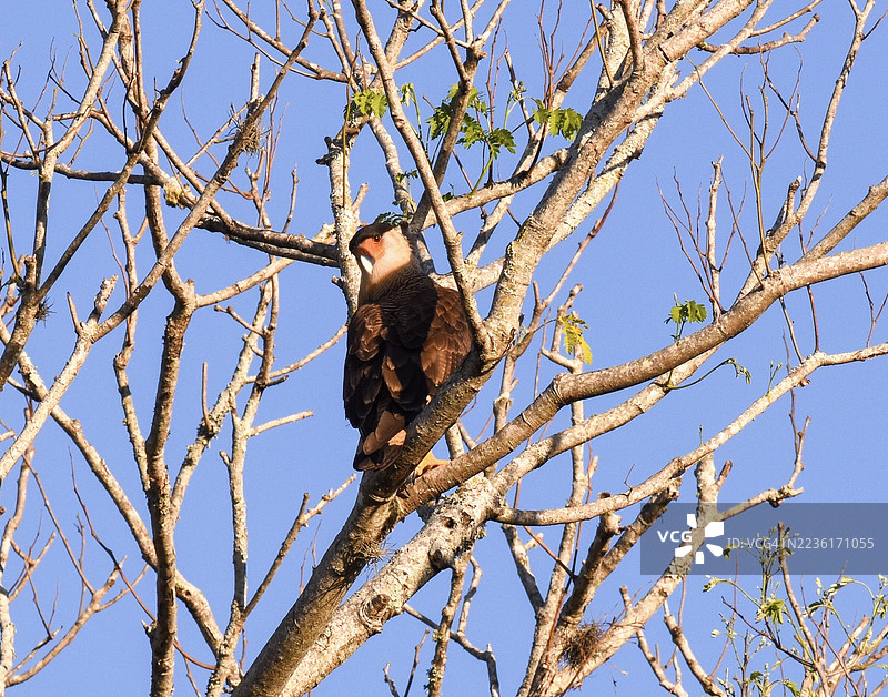 低角度视图的鸟栖息在光秃的树上，背景是晴朗的蓝天，展示了自然和野生动物。图片素材