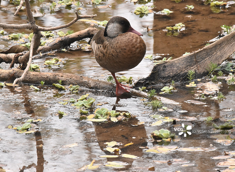一只鸭子单腿站在一根木头上，周围是充满水生植物的浅水区，展示了它独特的姿势和自然栖息地。图片素材