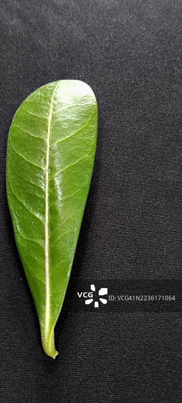 鲜艳的绿色叶子，带有明显的叶脉，背景为深色图片素材