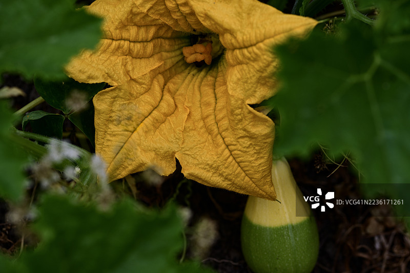鲜艳的黄色南瓜花特写，旁边有一颗正在发育的绿色和黄色南瓜果实，藏在深绿色的叶子中。图片素材