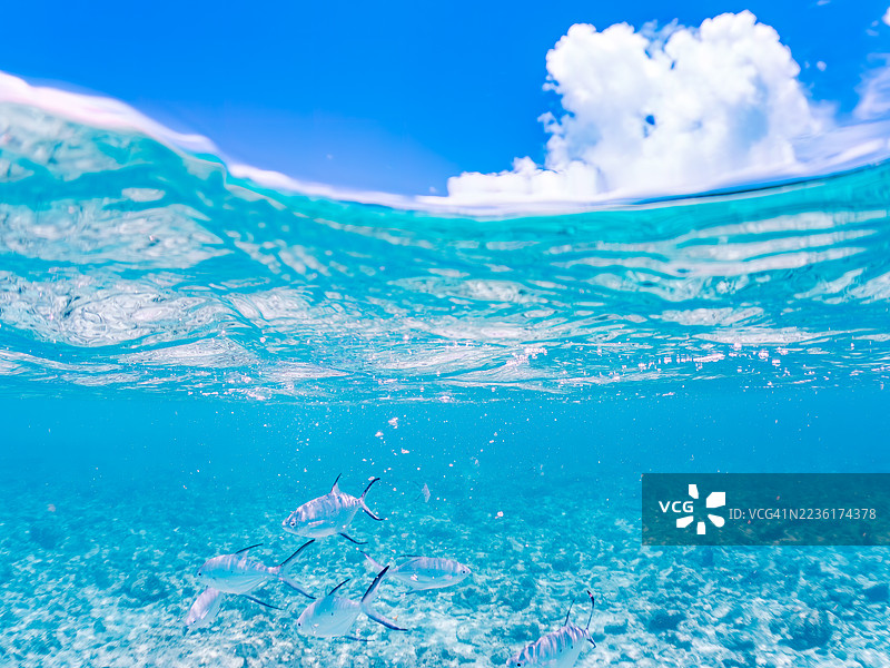 美丽的小斑点飞鱼,Trachinotus baillonii,栖息在美丽的白色沙滩上。半水面摄影。一群热带鱼。美丽的珊瑚礁和游泳的人们。Gahi岛,座间味岛,庆良间群岛,岛尻郡,冲绳 - 2025图片素材