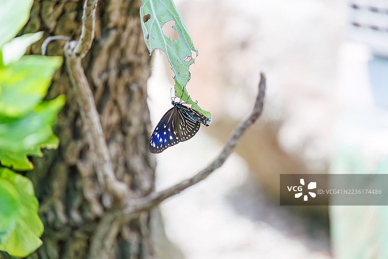 条纹蓝乌鸦,Euploea mulciber。蝴蝶。热带天堂般的偏远岛屿。座间味港,座间味岛,慶良間群岛,岛尻郡,冲绳 - 2025年6月30日图片素材