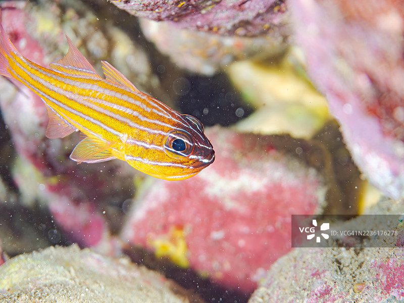 嘴里含着鱼卵的南方橙线红雀鱼(Ostorhinchus properuptus)等鱼类。鱼群。日本静冈县伊豆半岛南伊豆中木港的平子海滩。- 2025年7月20日。图片素材