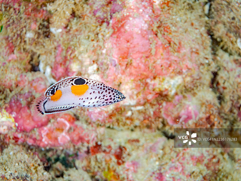 小丑鱼，Coris aygula，幼鱼及其他。鱼群。平藏海滩，中木港，南伊豆，伊豆半岛，静冈县，日本。- 2025年7月20日。图片素材