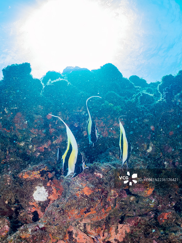 摩尔鱼，角鳍鱼。鱼群。静冈县南伊豆，中木港，平子海滩，伊豆半岛，日本。- 2025年7月20日。图片素材