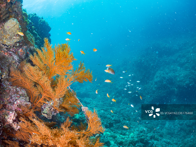 海金鱼，鳞鳍伪鲷，黄蓝色飞鱼，蓝金飞鱼，金带飞鱼，韦伯的彩虹鱼，彩虹鱼，北方黄斑彩虹鱼等。鱼群。图片素材