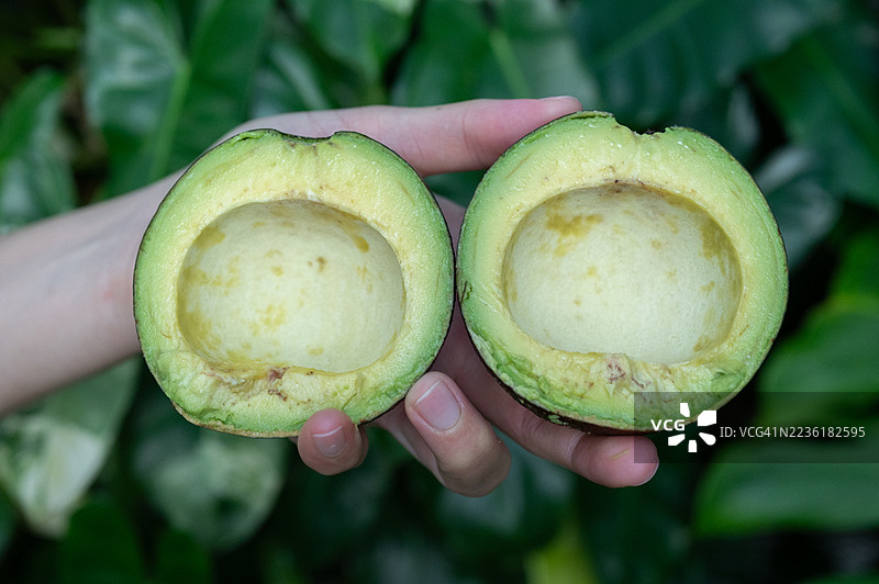 手部特写，握着几片鳄梨果肉。图片素材