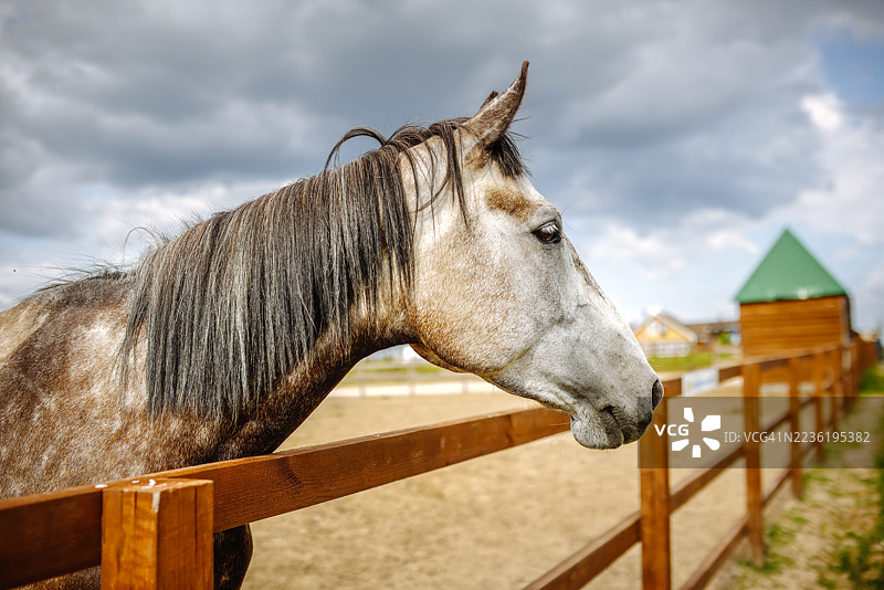 庄重的杂交马：在栅栏旁的斑点灰色毛皮。图片素材