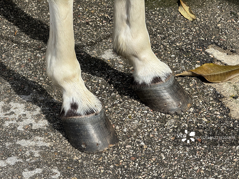 马蹄近景，上面还留有马蹄铁。图片素材