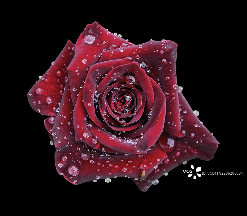 盛开的红玫瑰特写图片素材