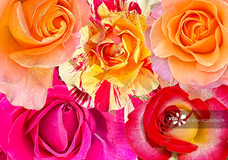 粉色玫瑰图片素材