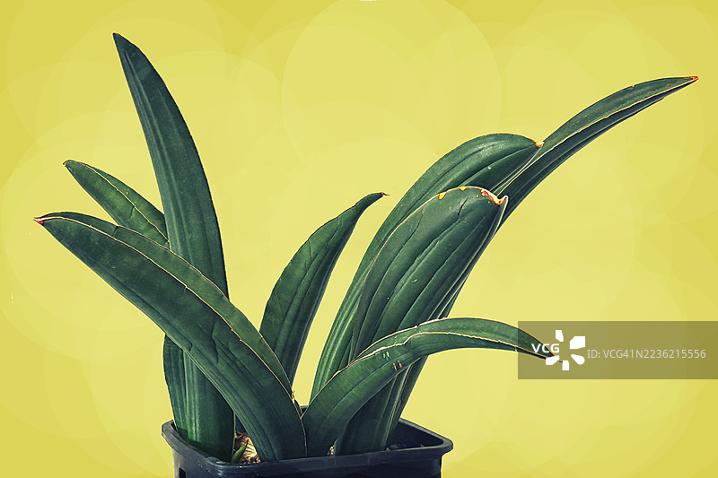 黑色花盆中的西南蛇尾兰，一种稀有的收藏多肉植物。图片素材