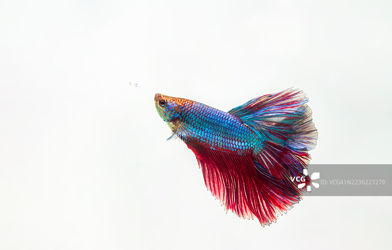 暹罗斗鱼，蓝色斗鱼，华丽斗鱼在白色背景上独自游动图片素材