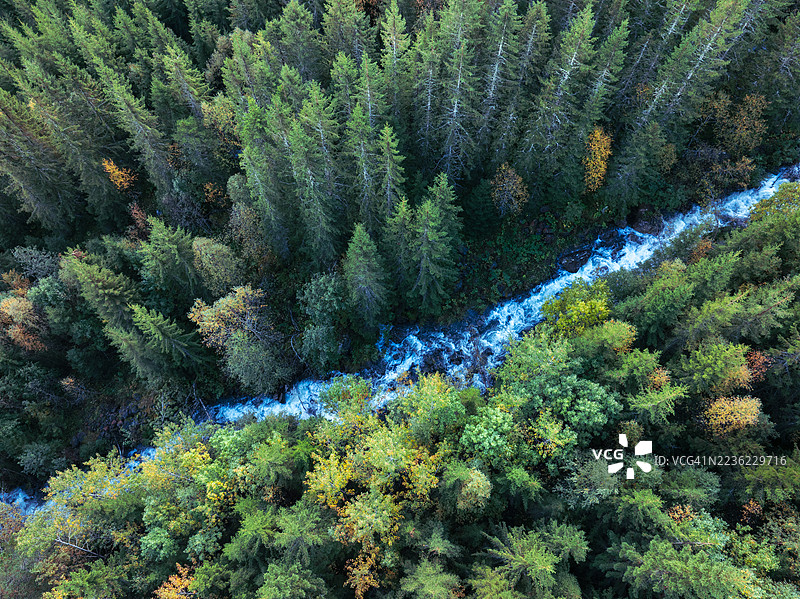 挪威云杉森林中的一条河流图片素材