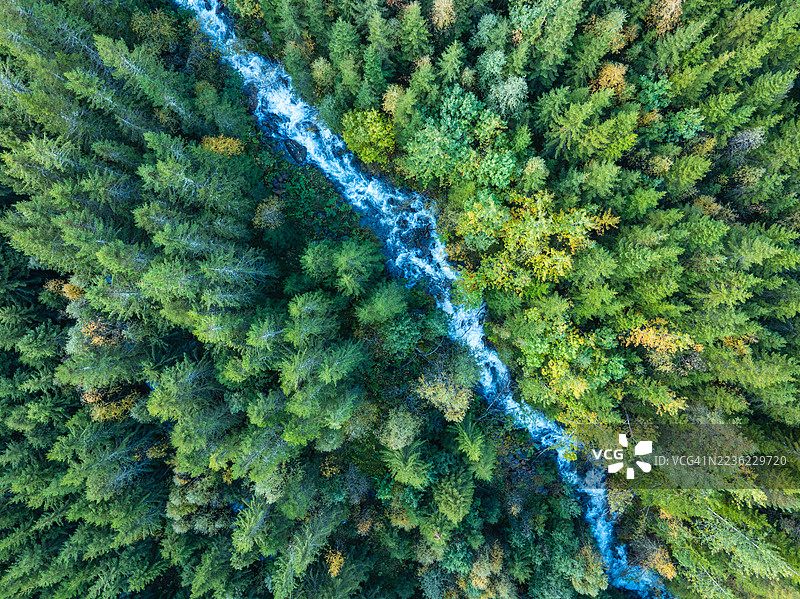 挪威云杉森林中的一条河流图片素材