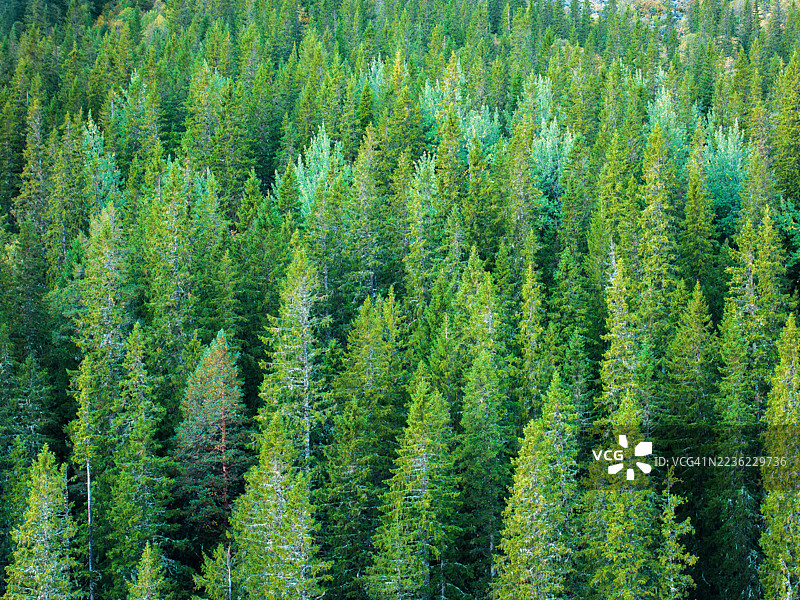 挪威的云杉森林图片素材