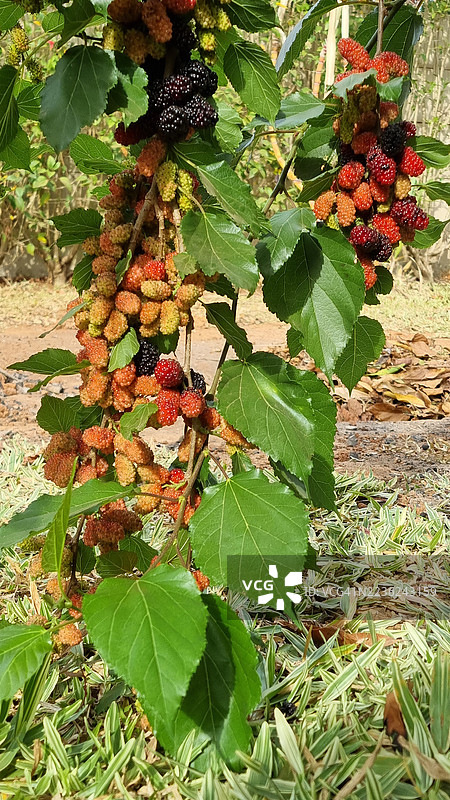 黑莓果图片素材