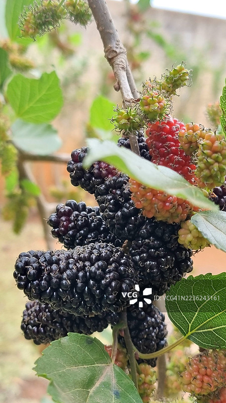 黑莓果图片素材