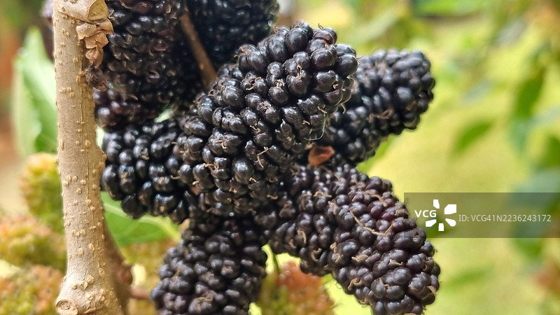 黑莓果图片素材