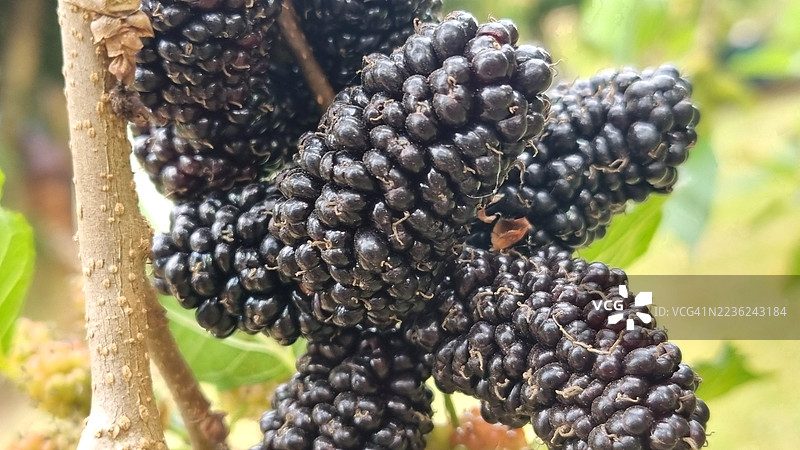 黑莓果图片素材