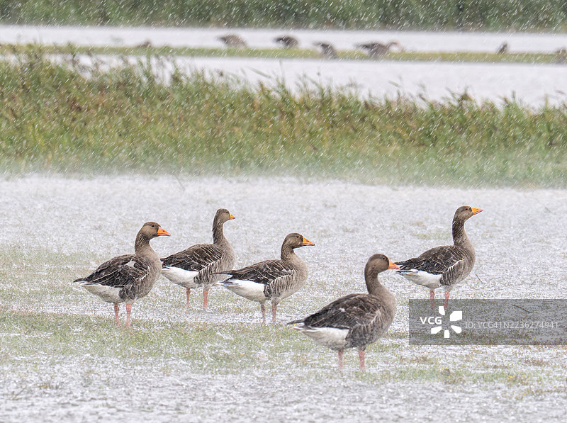 英国诺福克郡克莱尼尔西海镇的灰雁（Anser anser）在倾盆大雨中图片素材