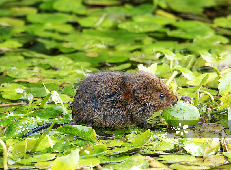 英国诺福克郡克莱海滨的一只年轻的欧洲水田鼠（Arvicola amphibius）。图片素材