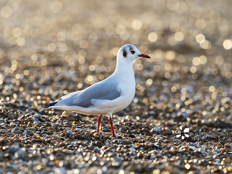 一只黑头鸥（Chroicocephalus ridibundus）在英国诺福克郡克莱纳西的沙滩上。图片素材