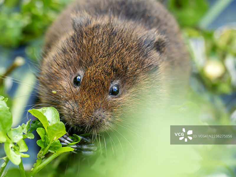 英国诺福克郡克莱镇的一只年轻的欧洲水田鼠 (Arvicola amphibius)。图片素材