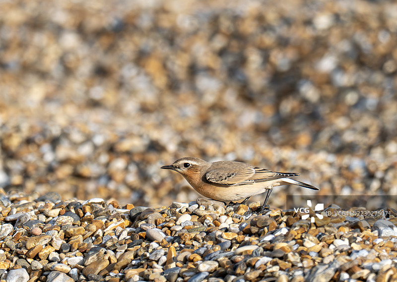 一只北方石䴕（Oenanthe oenanthe）在英国诺福克郡克莱尼尔海（Cley Next the Sea）附近的布莱克尼角图片素材