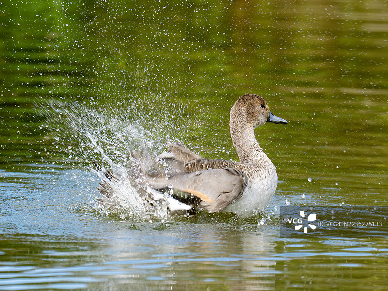 北方针尾鸭，Anas acuta，在英国诺福克郡的克莱海滨图片素材