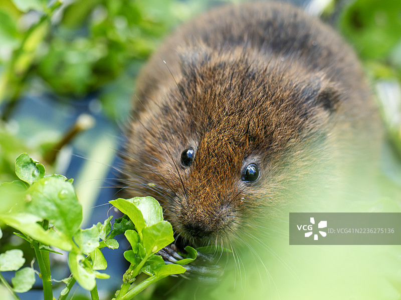 一只年轻的欧洲水田鼠（Arvicola amphibius）在英国诺福克郡的克莱海滨。图片素材