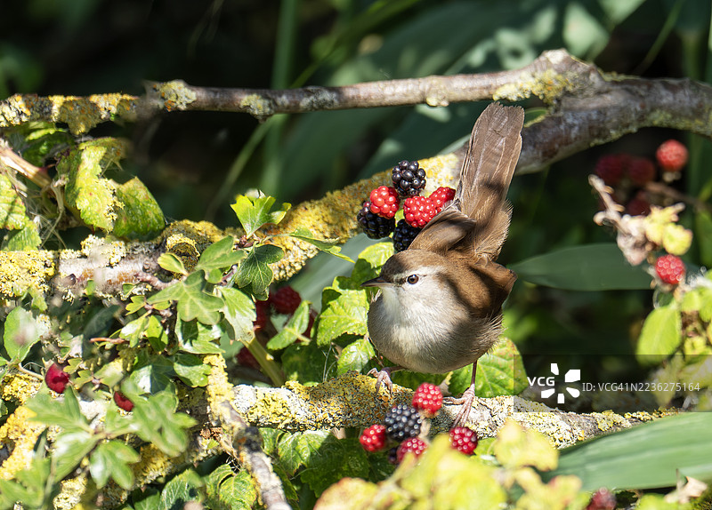 一只在英国诺福克郡克莱尼尔西海拍摄的鸲莺（Cettia cetti）。图片素材