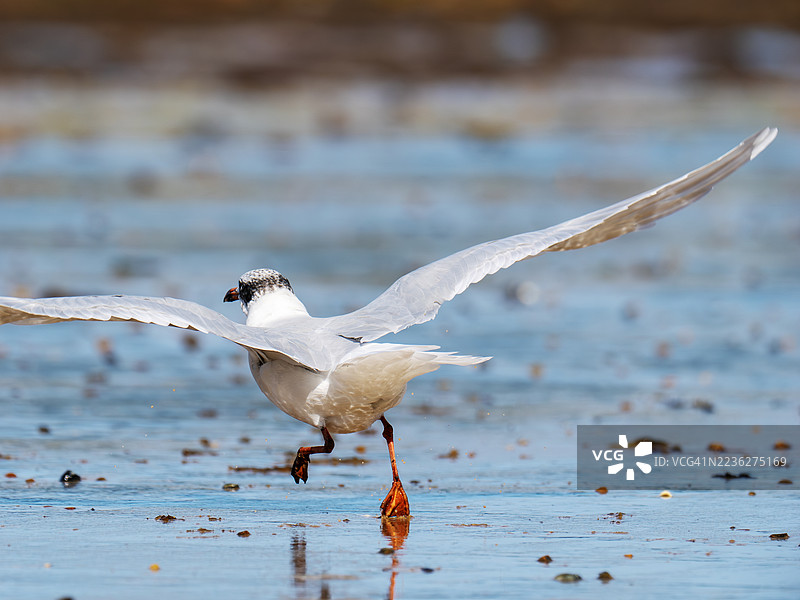 一只地中海鸥（Ichthyaetus melanocephalus）在英国诺福克郡克罗默。图片素材