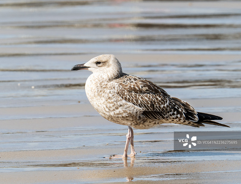 英国诺福克郡克罗默的一只首次越冬的黄脚鸥（Larus michahellis）。图片素材