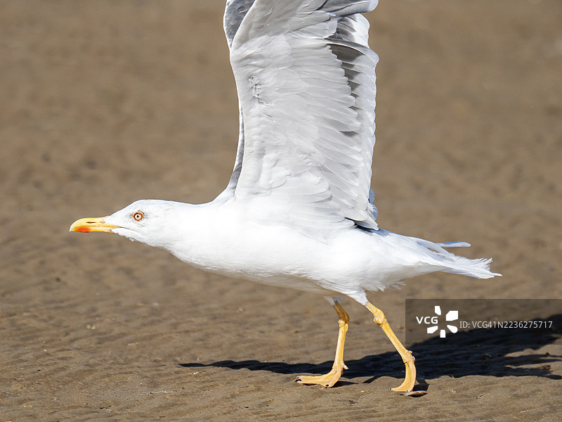 一只黑背鸥（Larus fuscus）正从英国威尔勒纽布赖顿的海滩起飞。图片素材