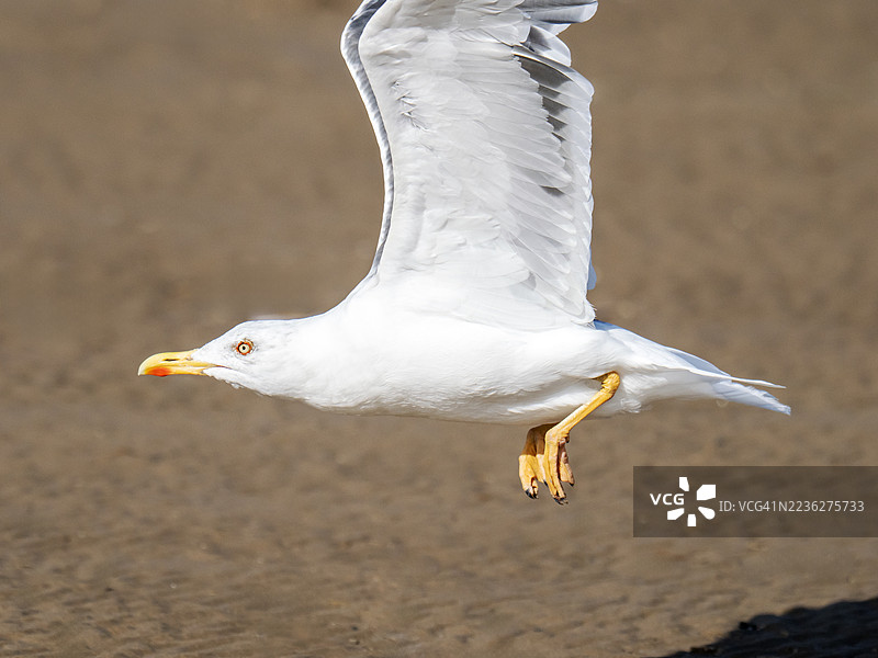 一只黑背鸥（Larus fuscus）正从英国威尔勒纽布赖顿的海滩起飞。图片素材