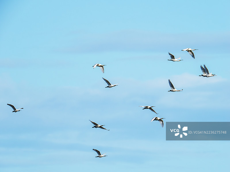 一群欧亚琵鹭（Platalea leucorodia）在英国诺福克郡的克莱海滨（Cley Next the Sea）上空飞翔。图片素材