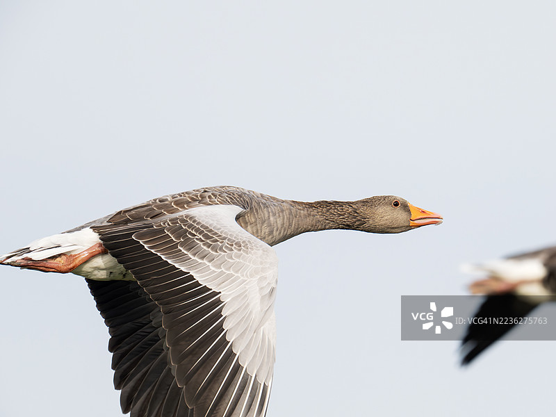 在英国诺福克郡克莱海滨上空飞翔的灰雁（Anser anser）。图片素材