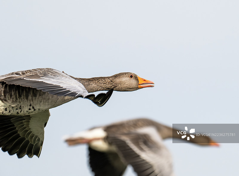 在英国诺福克郡克莱next the sea上空飞翔的灰雁（Anser anser）。图片素材