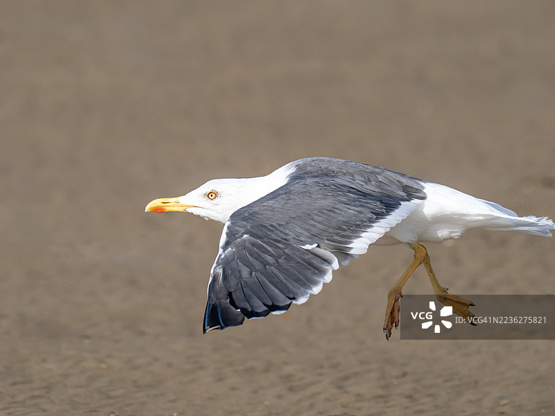一只黑背鸥（Larus fuscus）正在英国威尔斯纽布赖顿的海滩起飞。图片素材