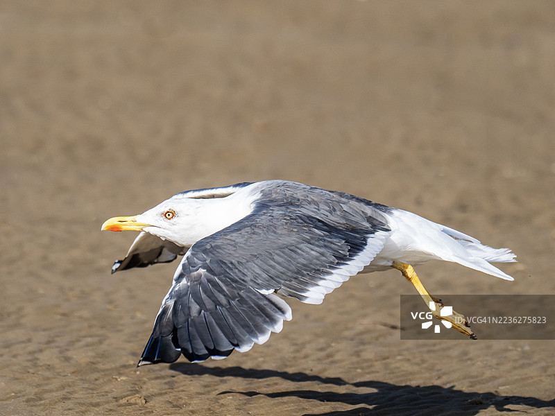 一只黑背鸥（Larus fuscus）正从英国威尔勒纽布赖顿的海滩起飞。图片素材