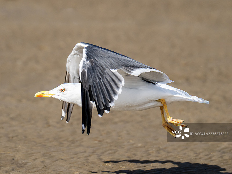一只黑背鸥（Larus fuscus）正在英国威尔勒的纽布赖顿海滩起飞。图片素材